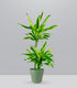 Dracena Lemon