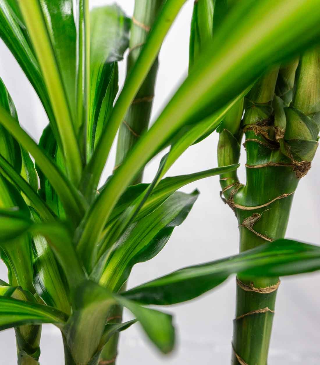 Dracena Lemon