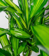 Dracena Lemon