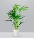 Kentia | Kenzia (howea forsteriana)