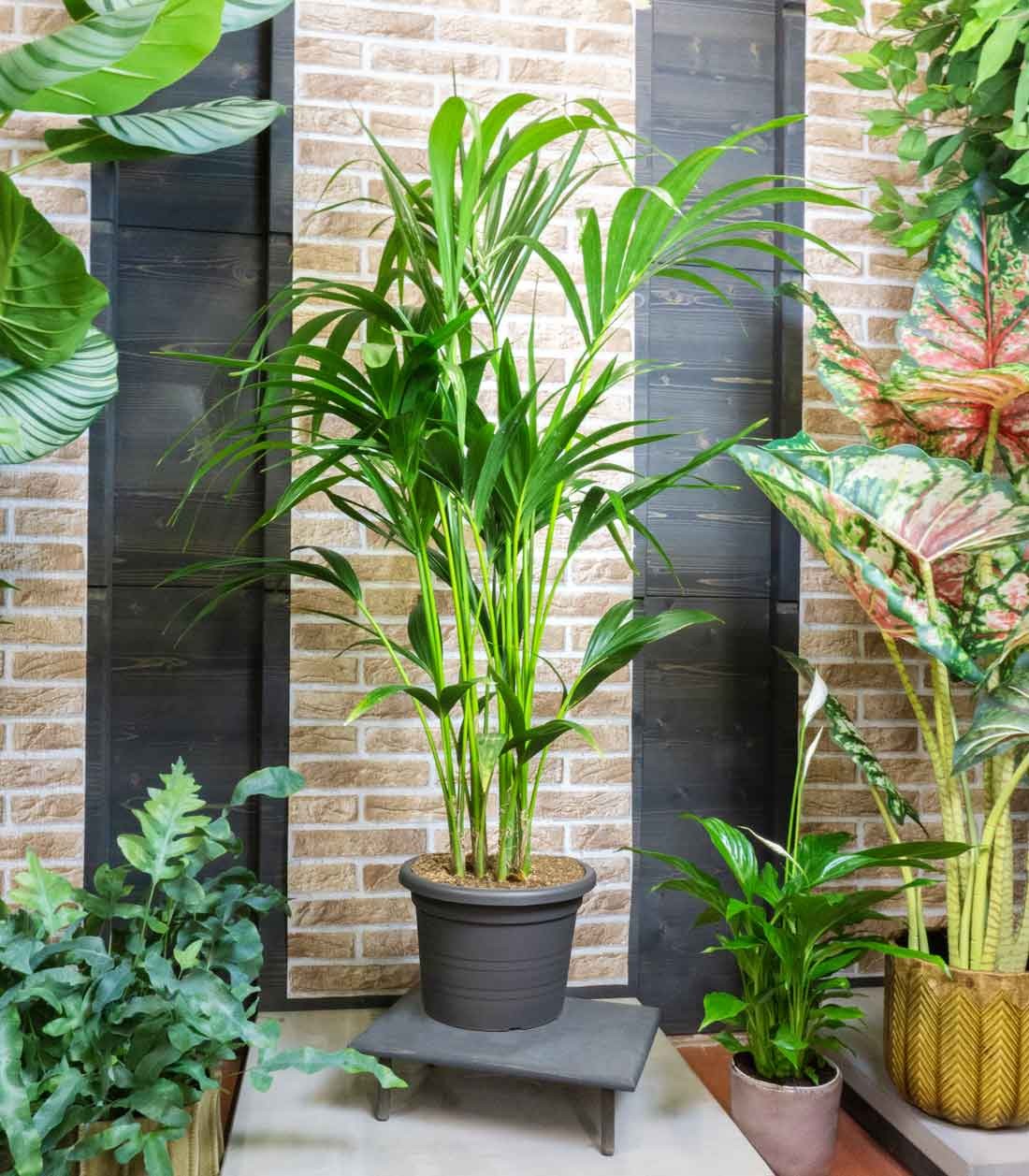 Kentia | Kenzia (howea forsteriana)