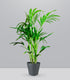 Kentia | Kenzia (howea forsteriana)