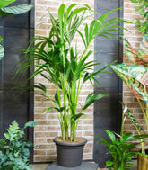 Kentia | Kenzia (howea forsteriana)