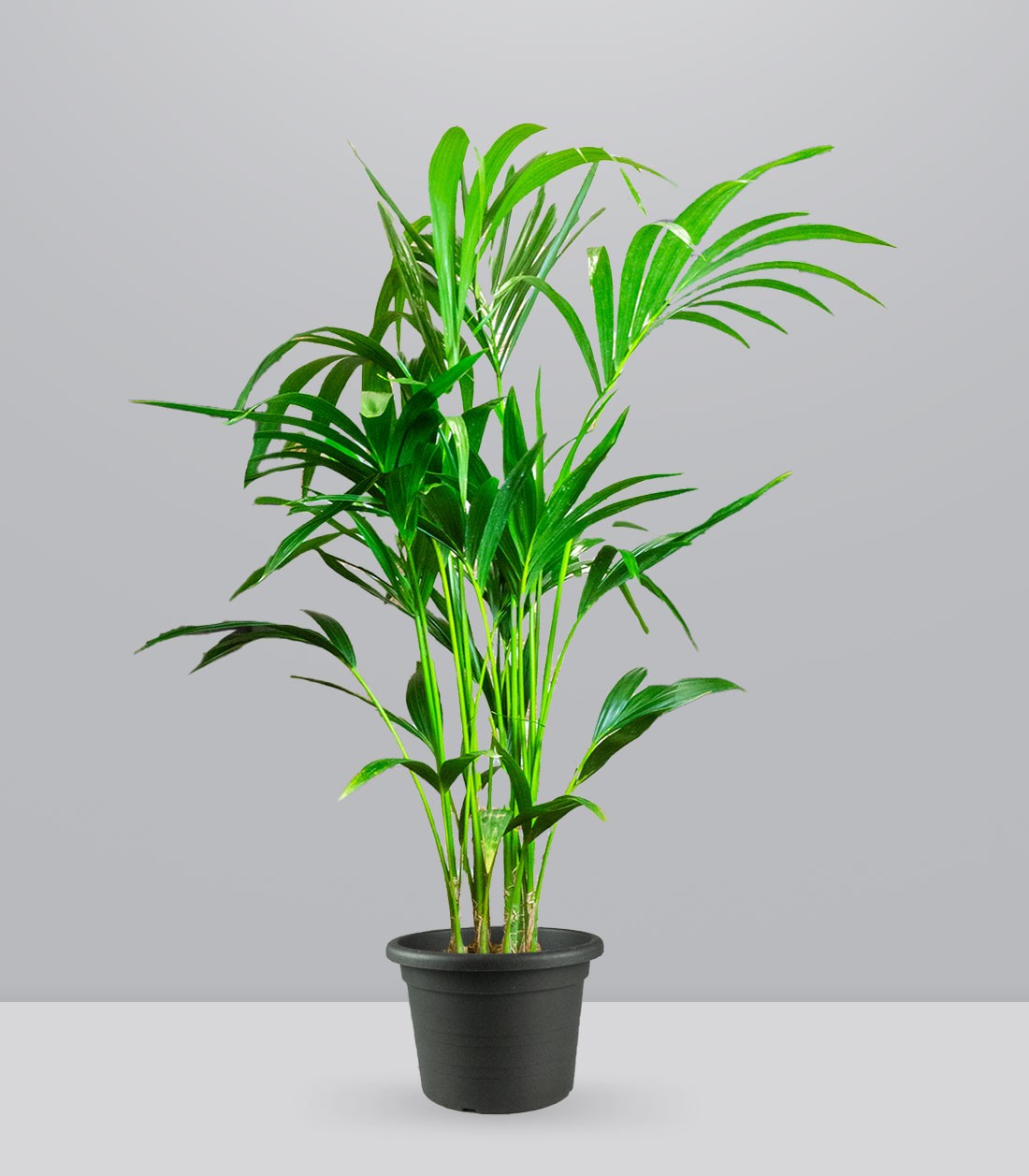 Kentia | Kenzia (howea forsteriana)