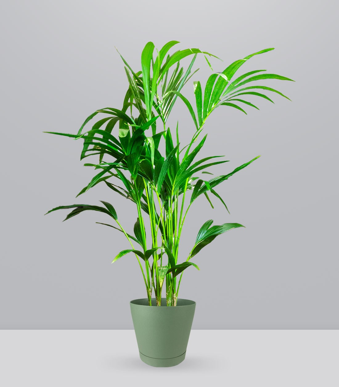 Kentia | Kenzia (howea forsteriana)