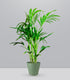 Kentia | Kenzia (howea forsteriana)