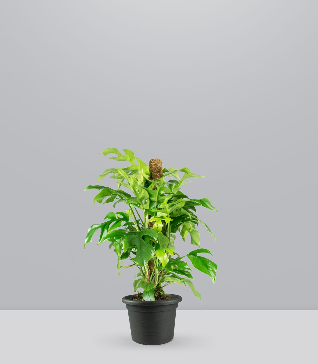 Monstera Minima Palo