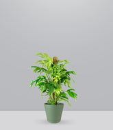 Monstera Minima Palo