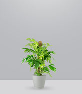Monstera Minima Palo