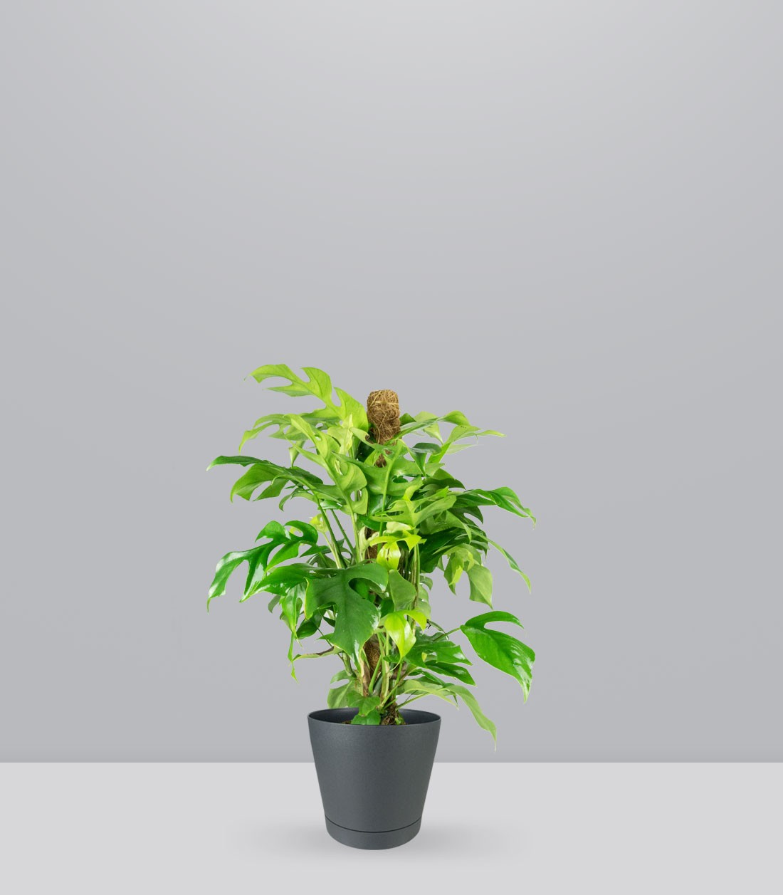 Monstera Minima Palo