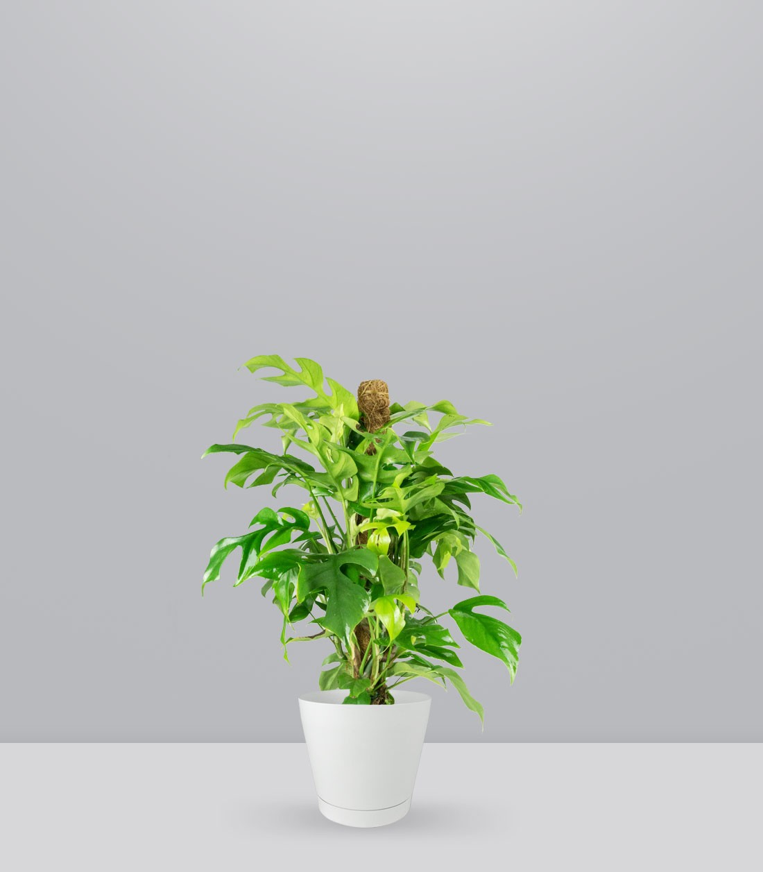 Monstera Minima Palo