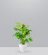 Monstera Minima Palo