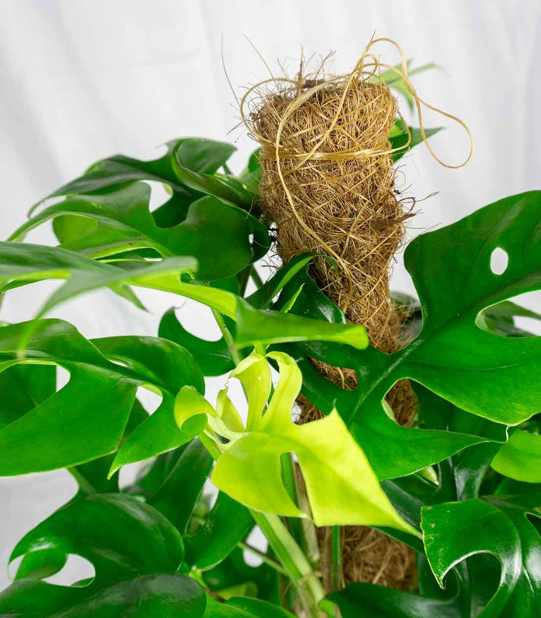 Monstera Minima Palo