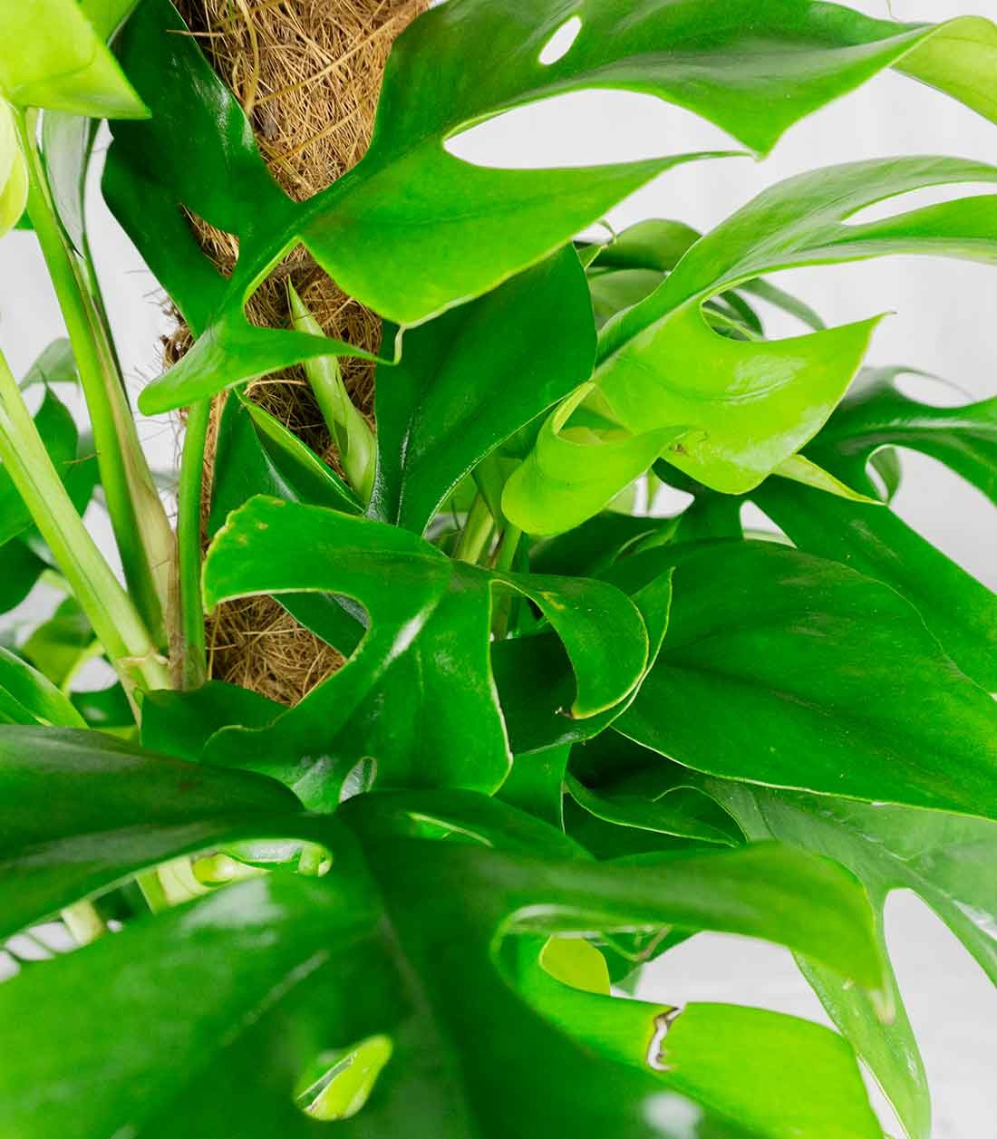 Monstera Minima Palo