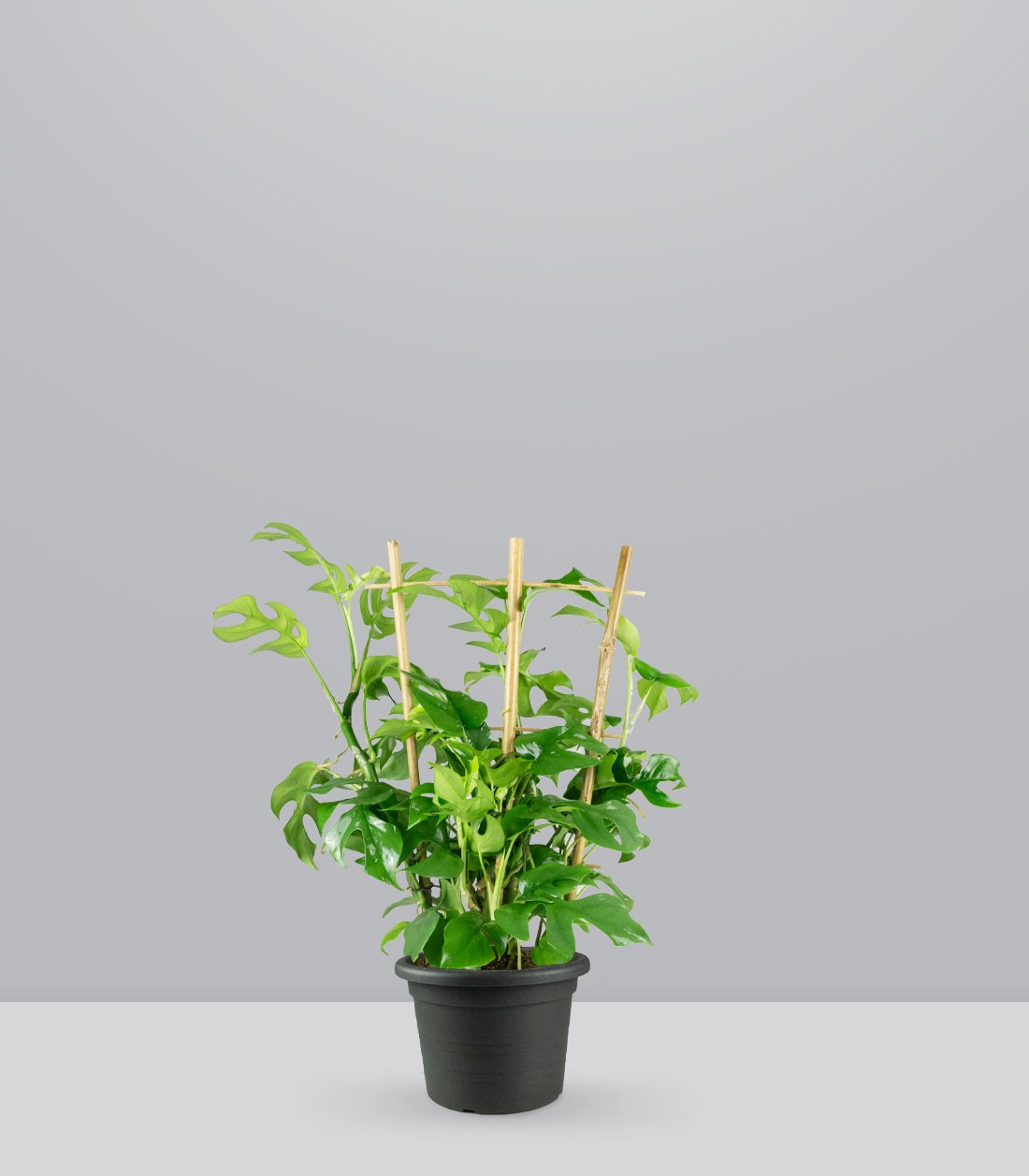 Monstera Minima con Spalliera