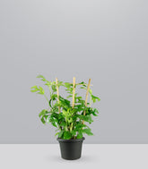 Monstera Minima con Spalliera