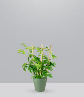 Monstera Minima con Spalliera
