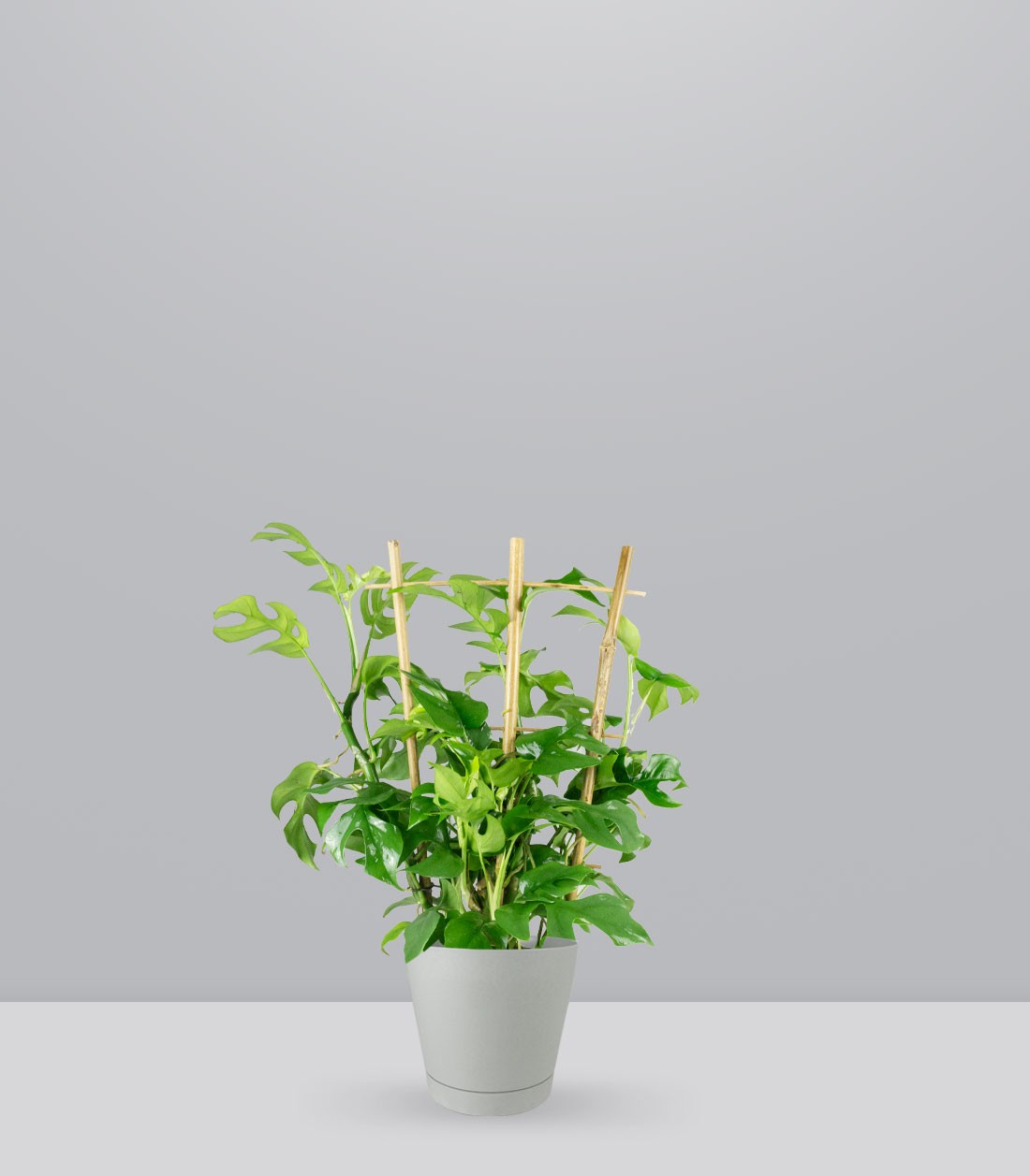 Monstera Minima con Spalliera