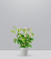 Monstera Minima con Spalliera