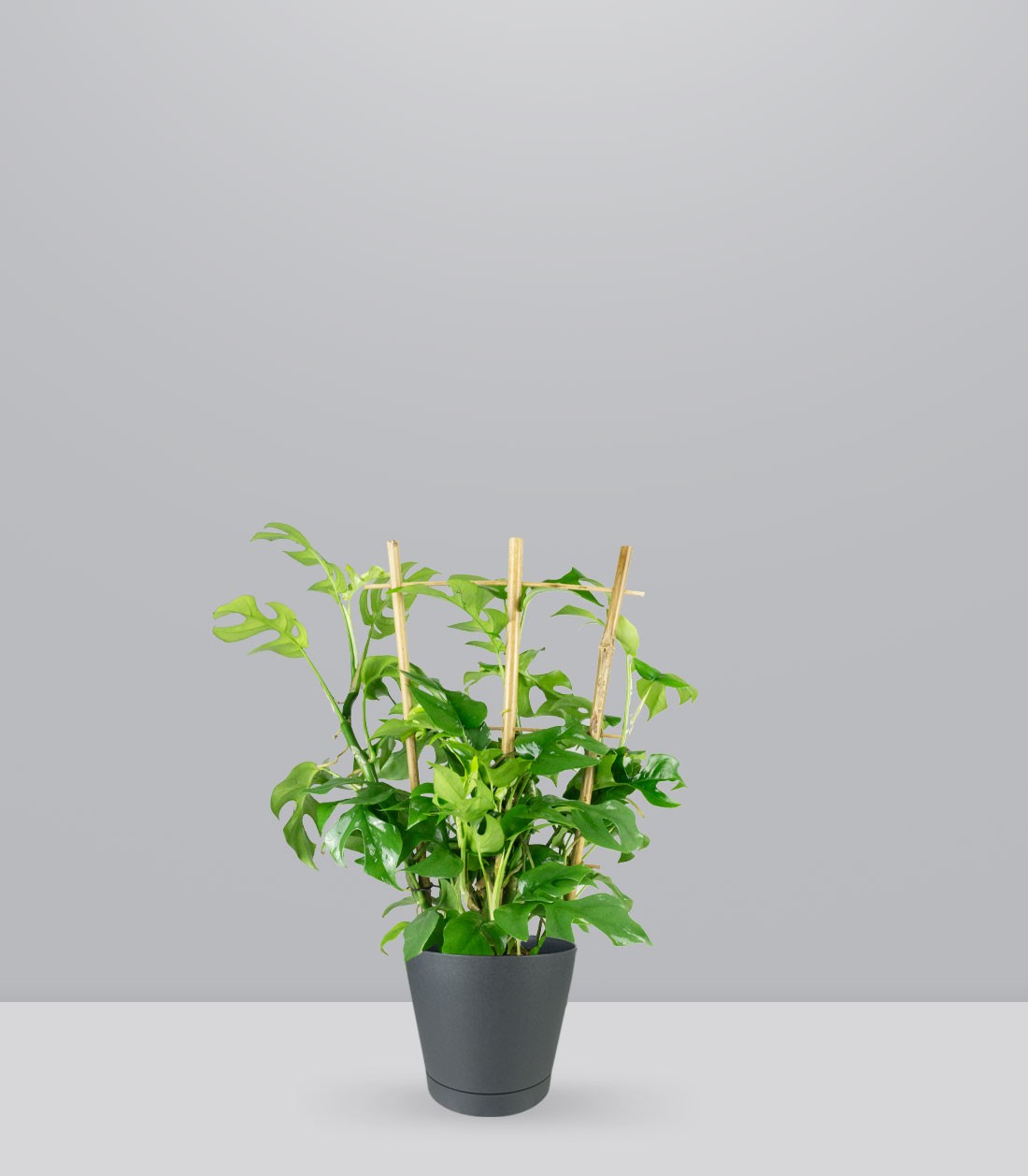 Monstera Minima con Spalliera