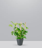 Monstera Minima con Spalliera