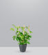 Monstera Minima con Spalliera