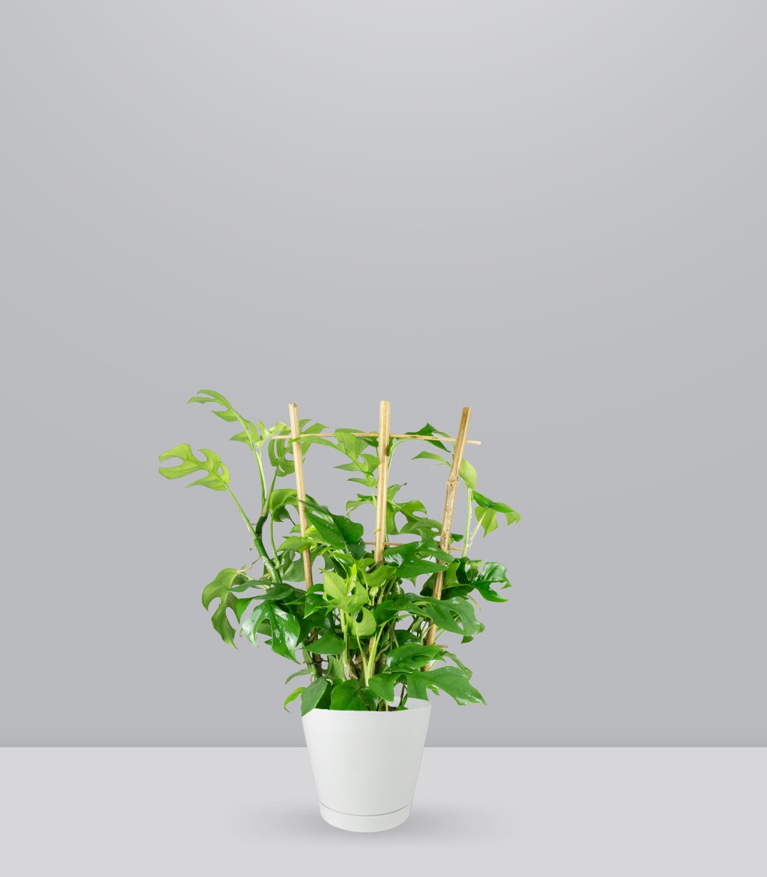 Monstera Minima con Spalliera