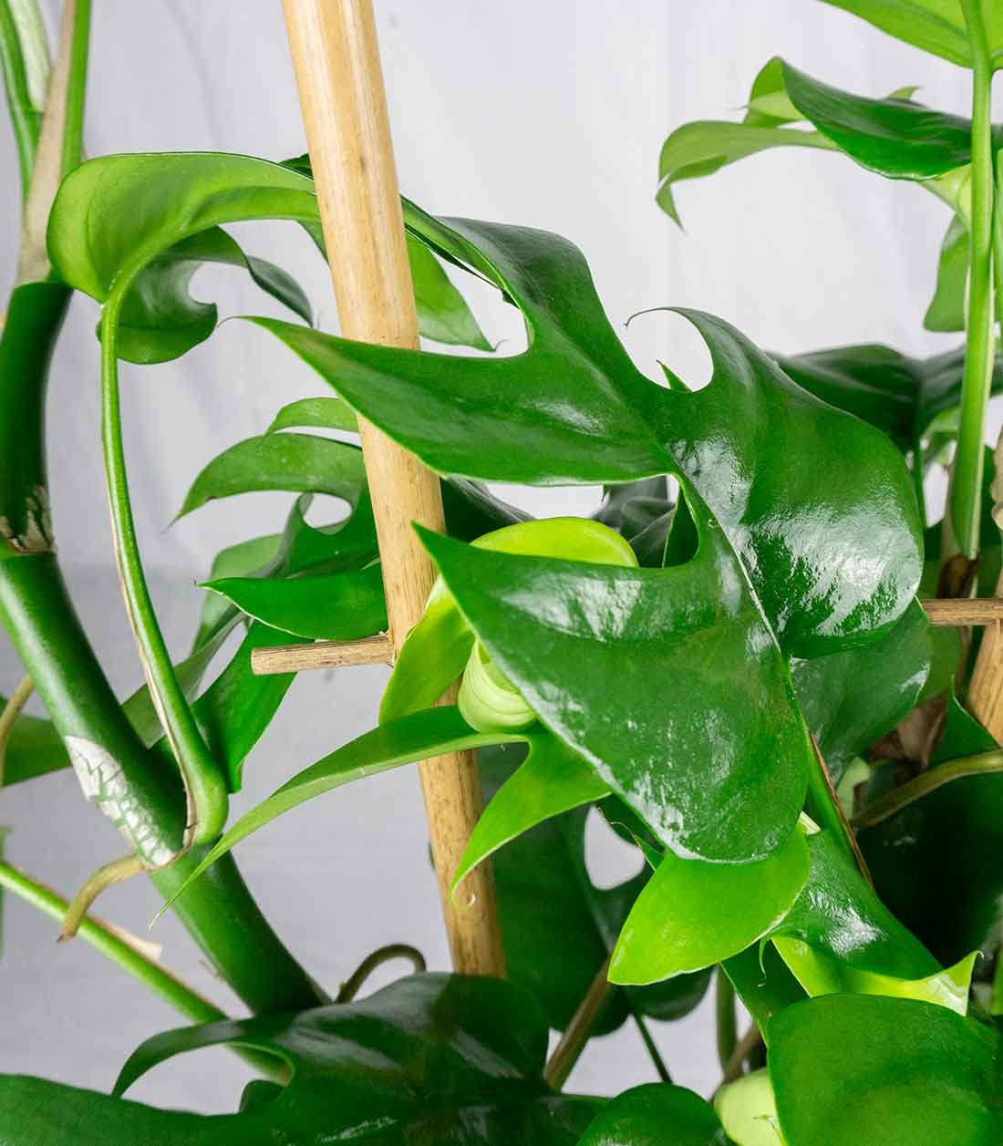 Monstera Minima con Spalliera