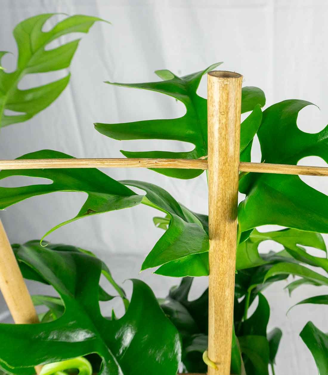 Monstera Minima con Spalliera