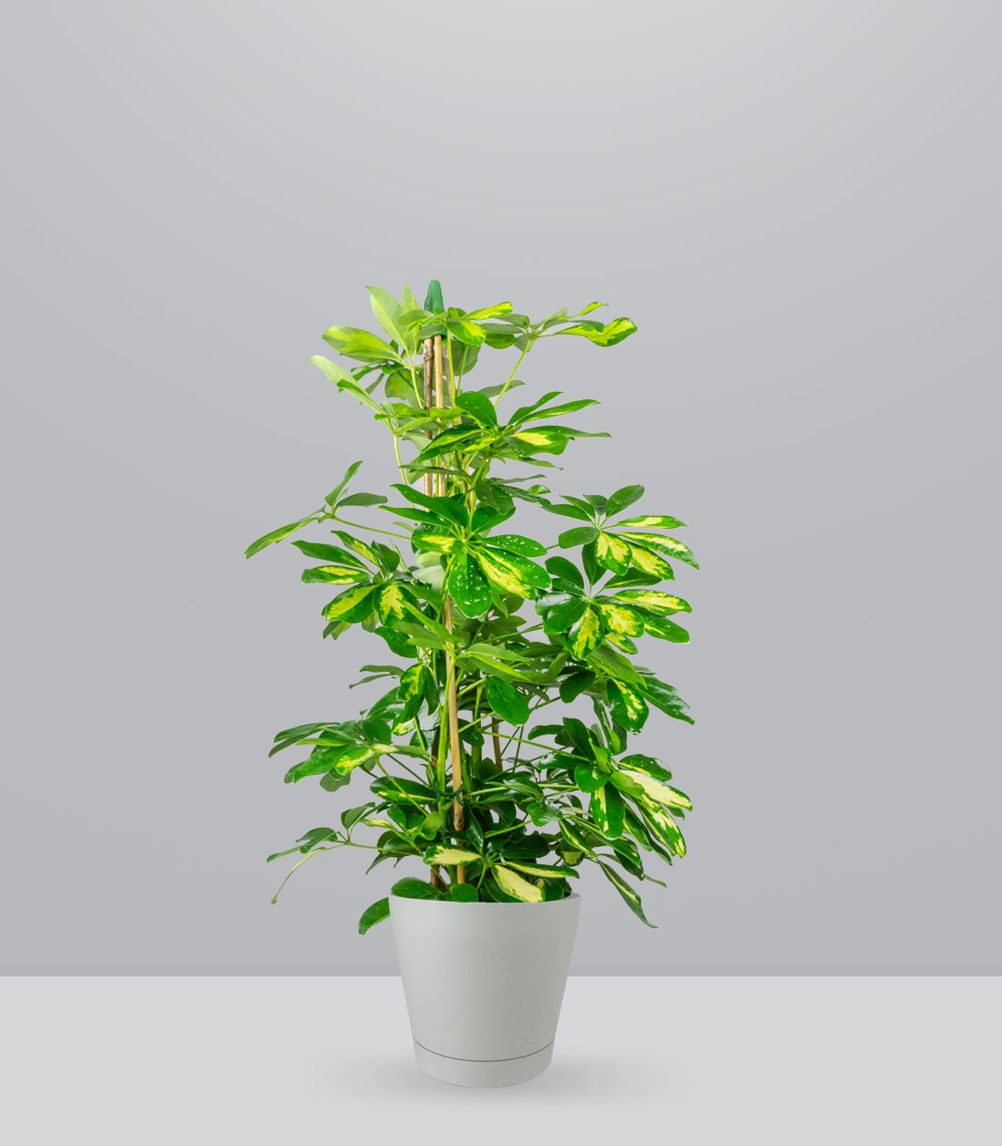 Schefflera Gold Capella