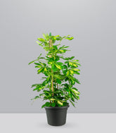 Schefflera Gold Capella