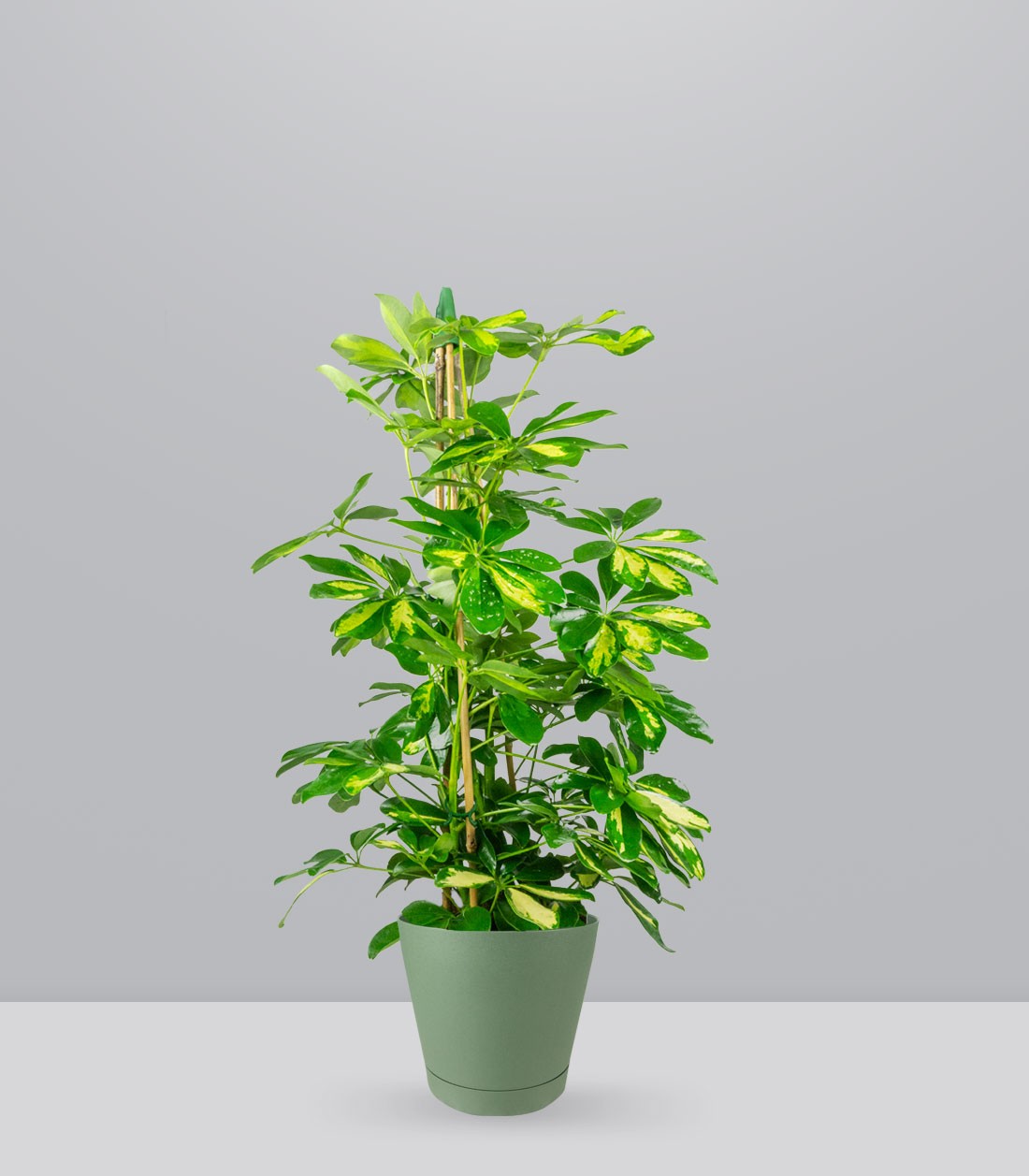 Schefflera Gold Capella