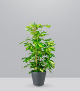 Schefflera Gold Capella