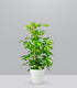 Schefflera Gold Capella