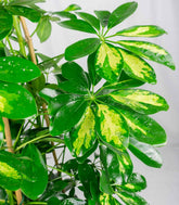 Schefflera Gold Capella