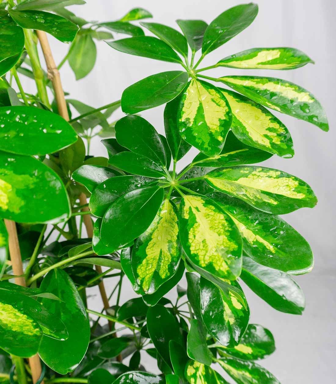 Schefflera Gold Capella