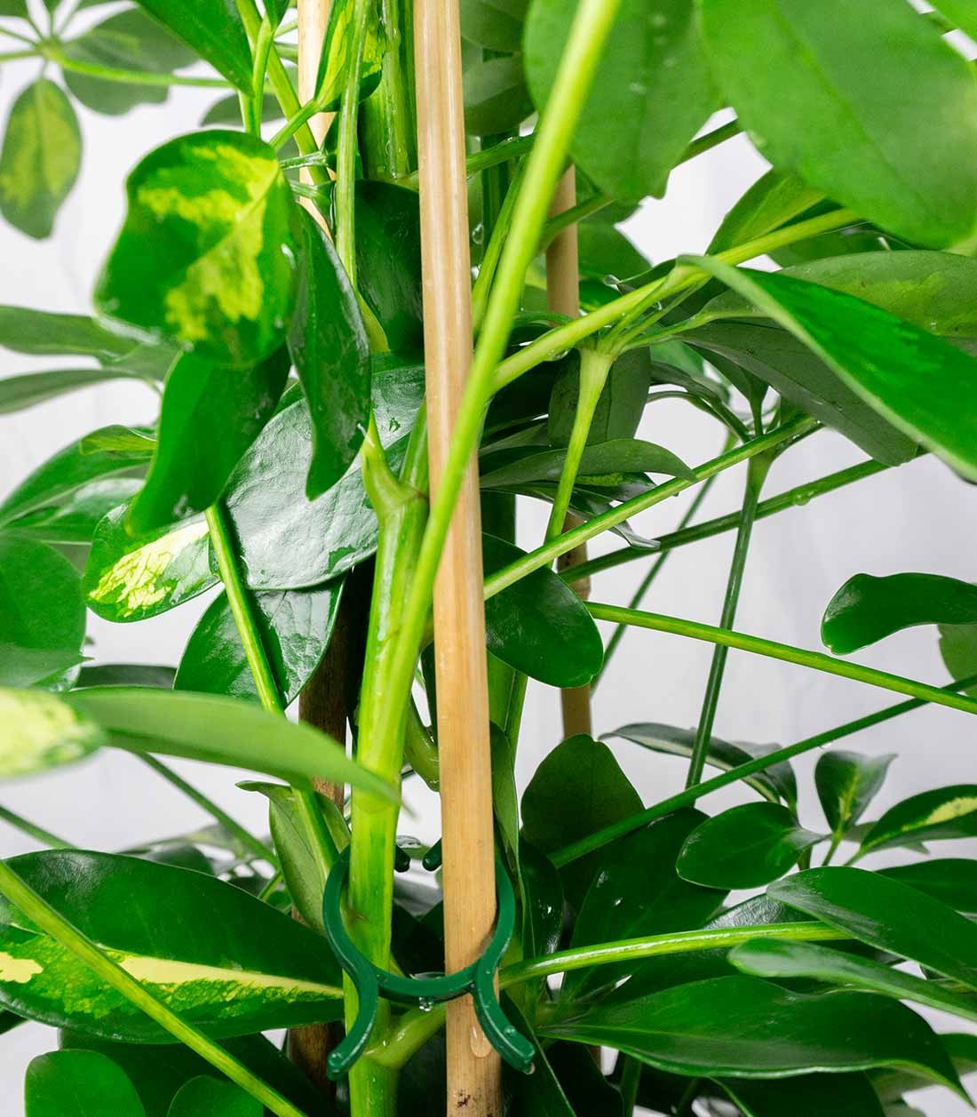 Schefflera Gold Capella