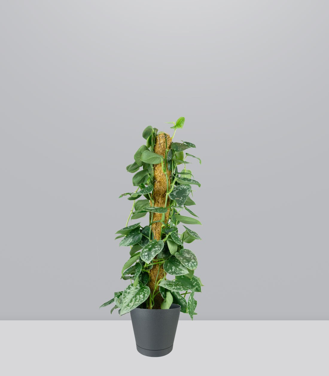 Scindapsus Pictus