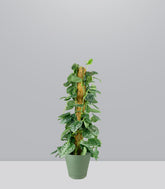 Scindapsus Pictus
