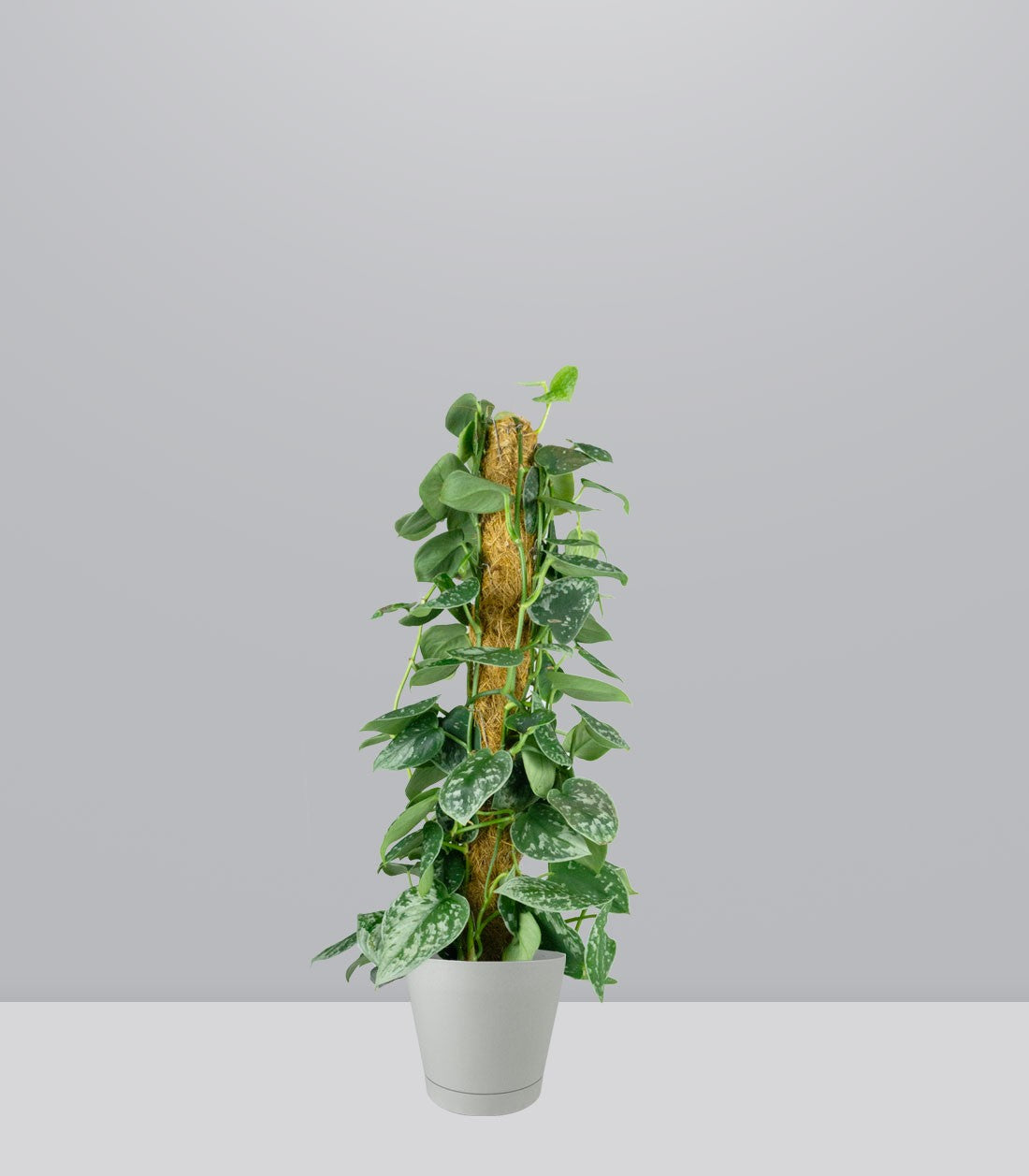 Scindapsus Pictus