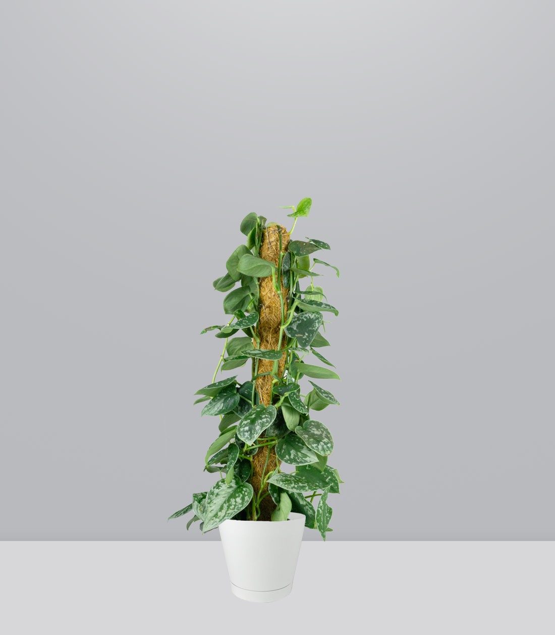 Scindapsus Pictus