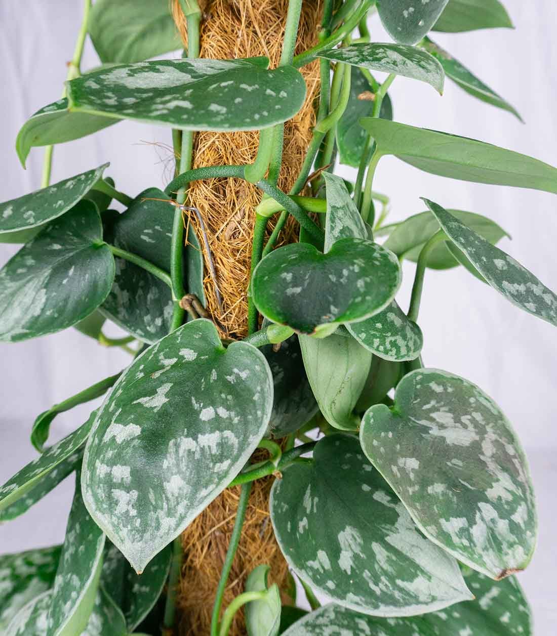 Scindapsus Pictus