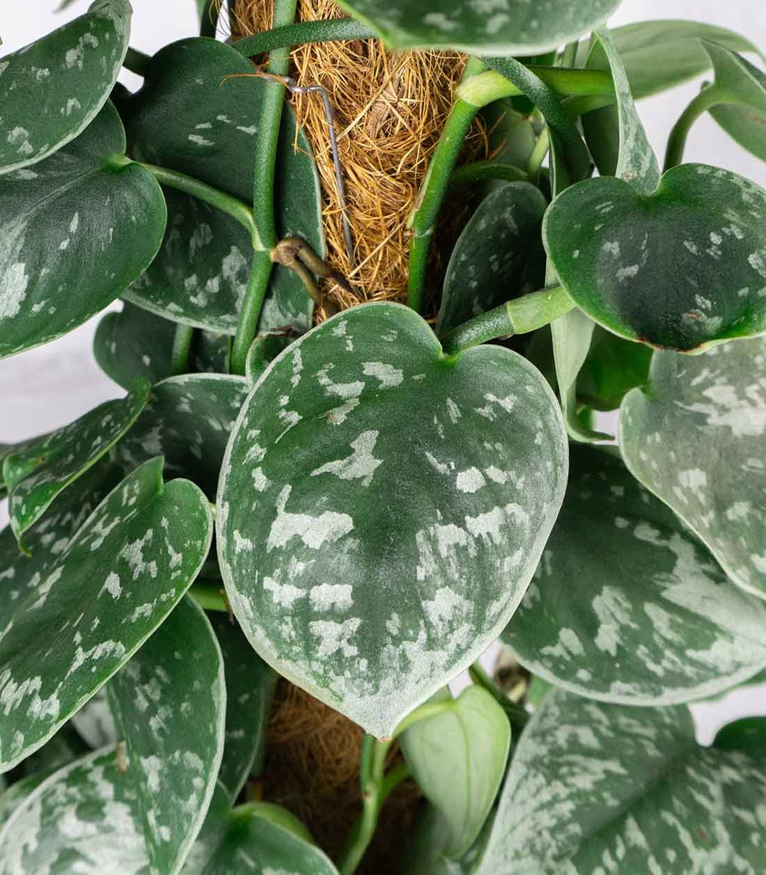 Scindapsus Pictus