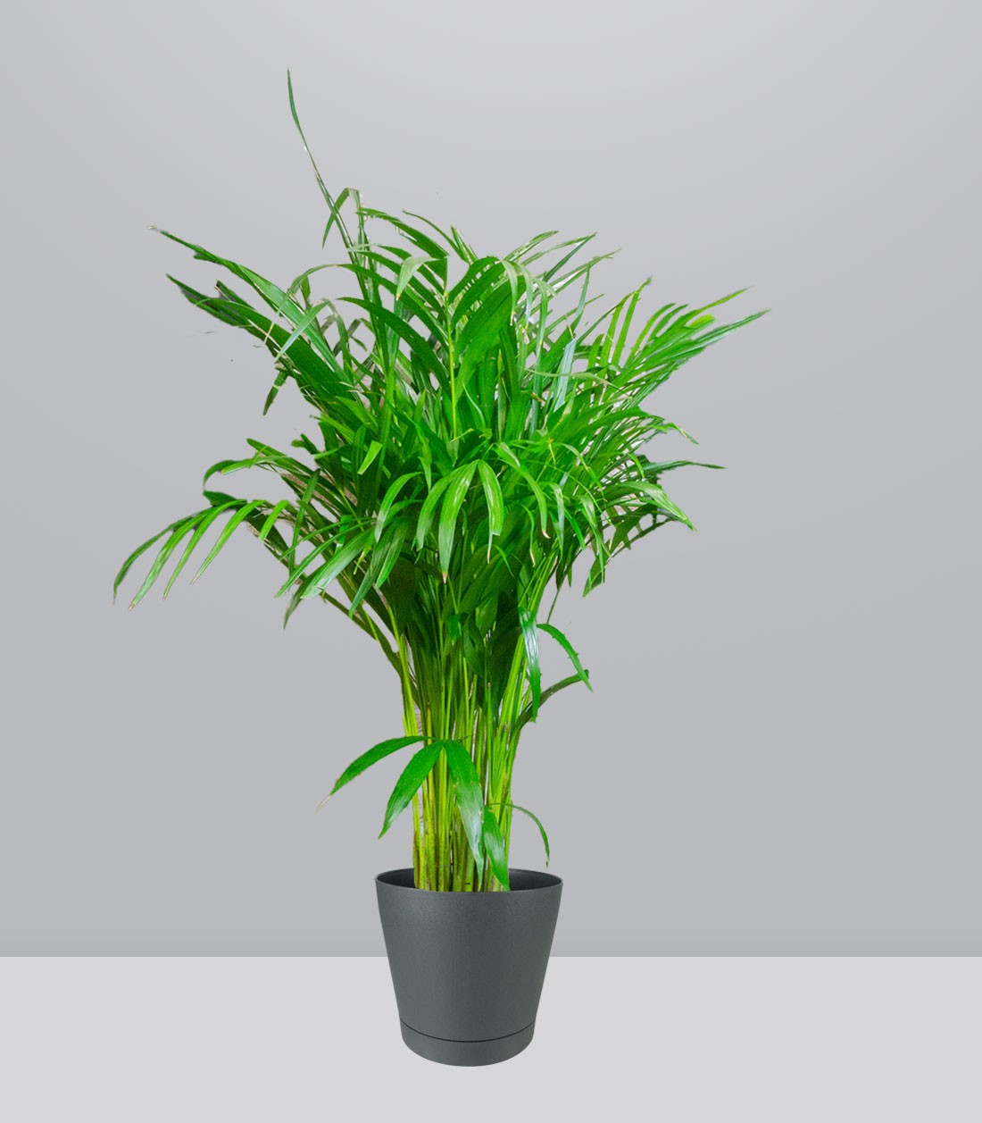 Areca pianta alta