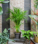 Areca pianta alta