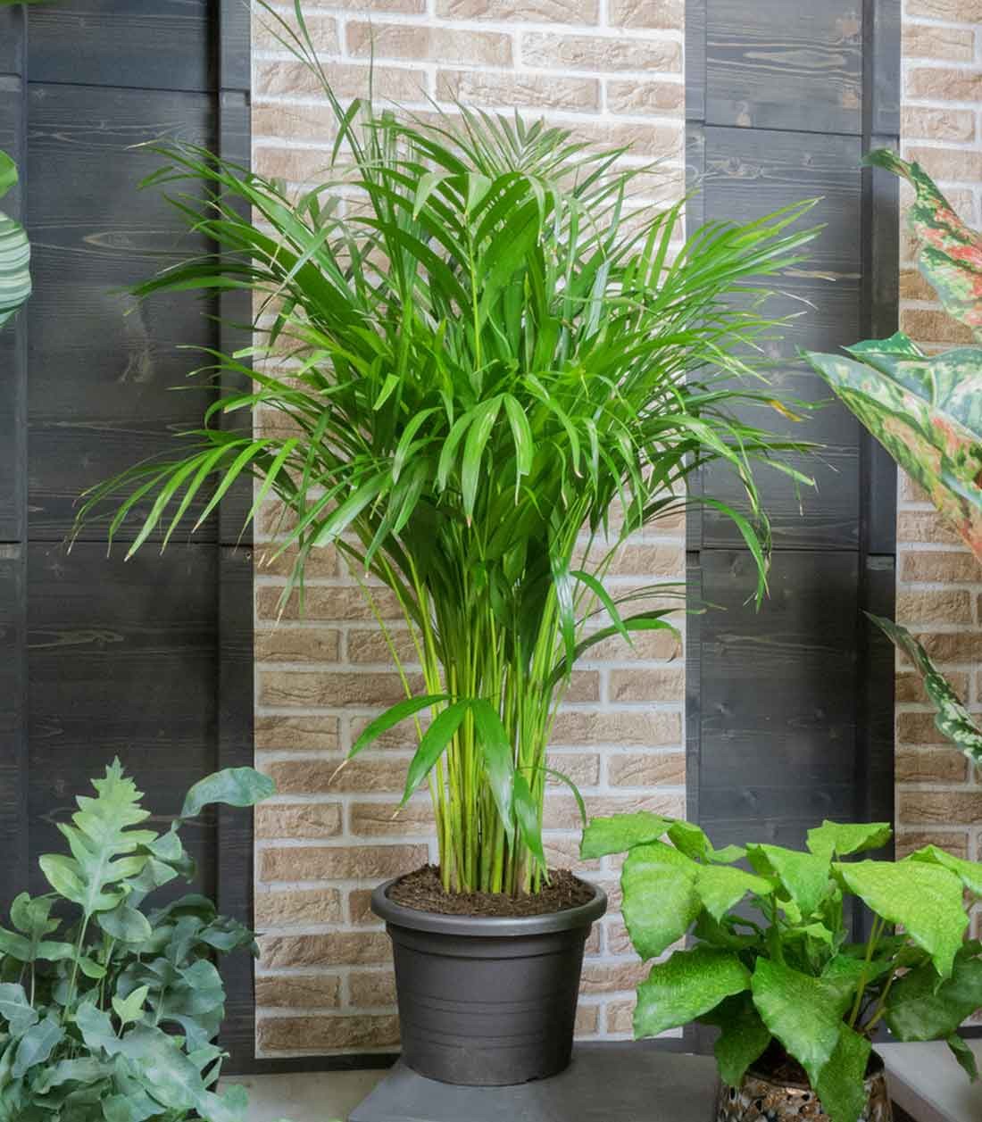 Areca pianta alta
