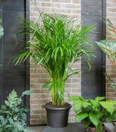 Areca pianta alta