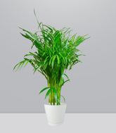 Areca pianta alta