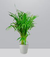 Areca pianta alta