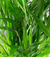 Areca pianta alta